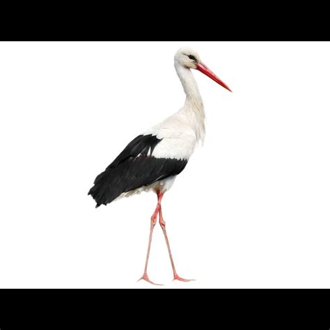 White Stork Ciconia Ciconia Species Guide Birda