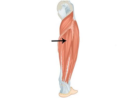 Tibial Posterior Origen Inserción Inervación Irrigación Función