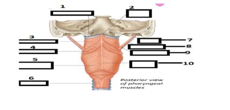 Anatomy Pat Made 2 Flashcards Quizlet