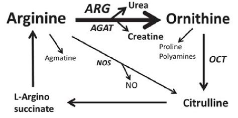 Schematic Illustration Of Pathways For Arginine Metabolism Arg