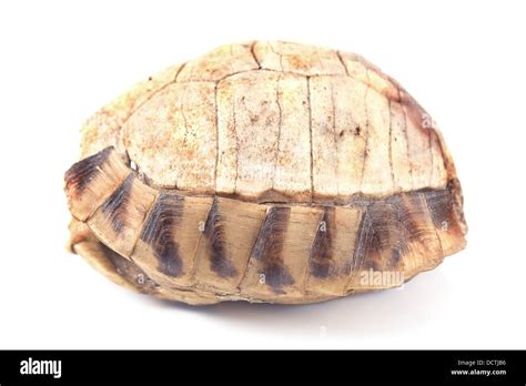 Turtle Shell Hi Res Stock Photography And Images Alamy