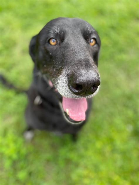 Un Chien Qui A Pass Ans Au Refuge Trouve Enfin Son Foyer Pour La