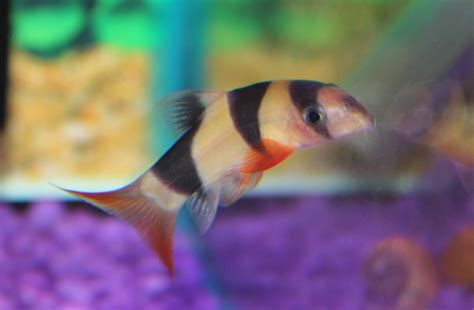 Clown Loach - It's Pet-Tacular