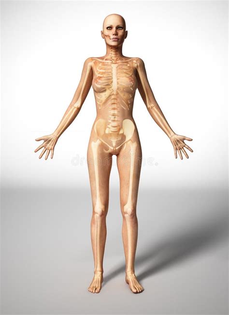 Female Anatomy Nude Telegraph