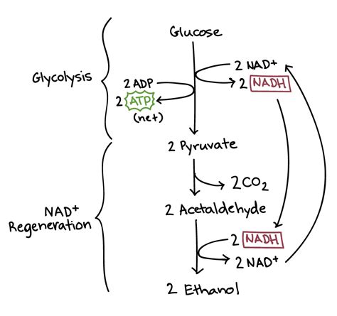 Fermentation Glycolysis Diagram Free Worksheets Samples