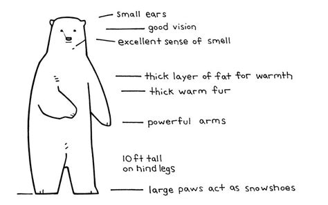 Illustrated Polar Bear Facts for Kids - studiotuesday