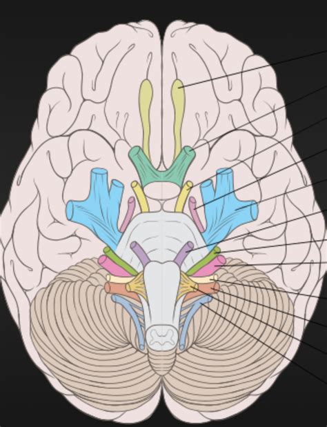 Cranial nerves diagram Diagram | Quizlet