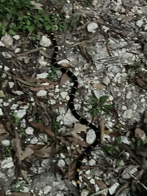 [Houston, TX] : r/whatsthissnake