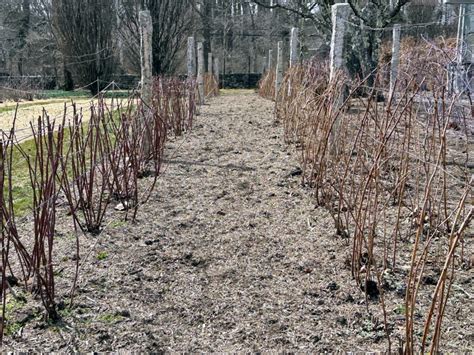 Pruning the Raspberry Bushes - The Martha Stewart Blog