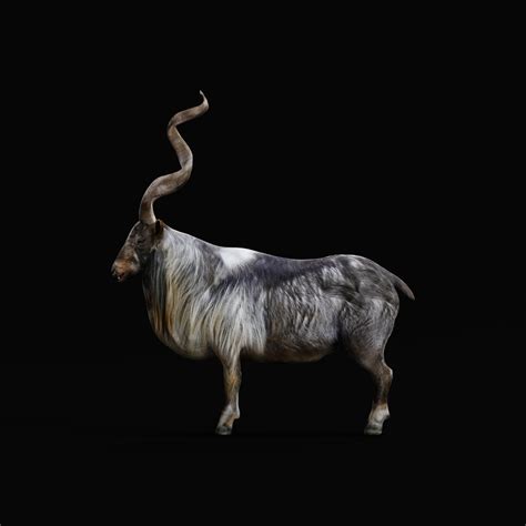 Markhor Wild Goat - Blender Market