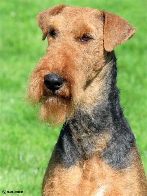 Airedale Terrier Coat Colors Coats And Colors