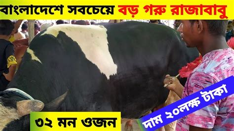 বাংলাদেশের সবচেয়ে বড় গরুটি এখন ও বিক্রি হয়নি৩২মন ওজনের গরুটি দাম