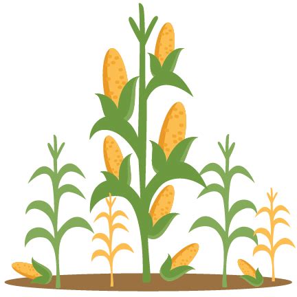 Collection Of Corn Stalk Bundle PNG PlusPNG