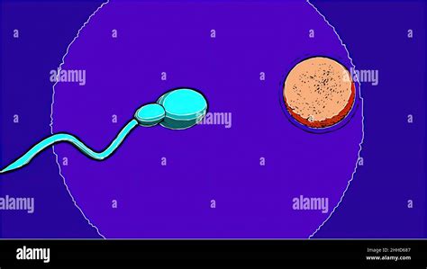 3d Illustration In Comic Style Sperm And Fertile Human Egg