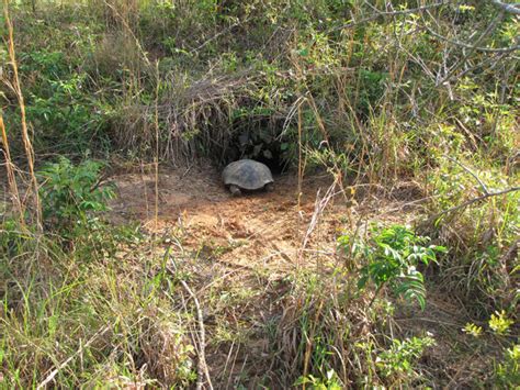 Did you know that gopher tortoise burrows provide... - Rhamphotheca