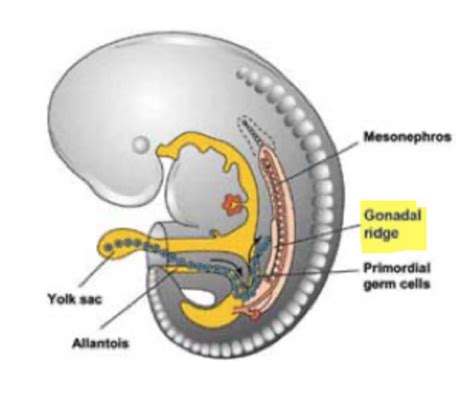 Urogenital System Flashcards Quizlet