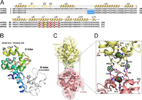 Crystal Structure Of The Metal Ions Binding T Lysozyme A Multiple