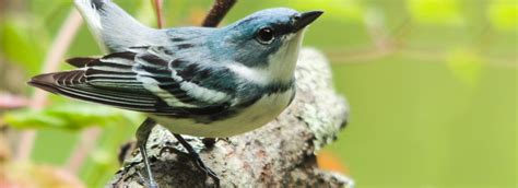 Cerulean Warbler | American Bird Conservancy