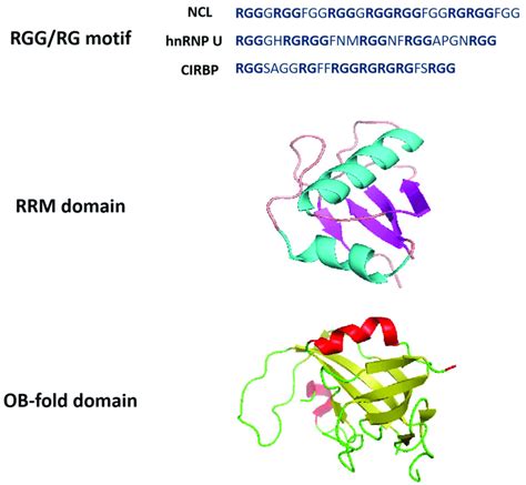 Structural Properties Of G Quadruplex Binding Proteins Rgg Rg Motifs