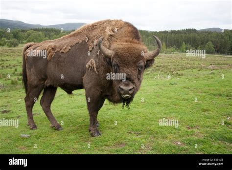 European Bison Wisent Bison Bonasus Highland Wildlife Park Kincraig