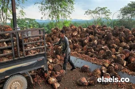 Tentang Petani Pengepul Dan Pabrik Kelapa Sawit Itu Elaeis Co