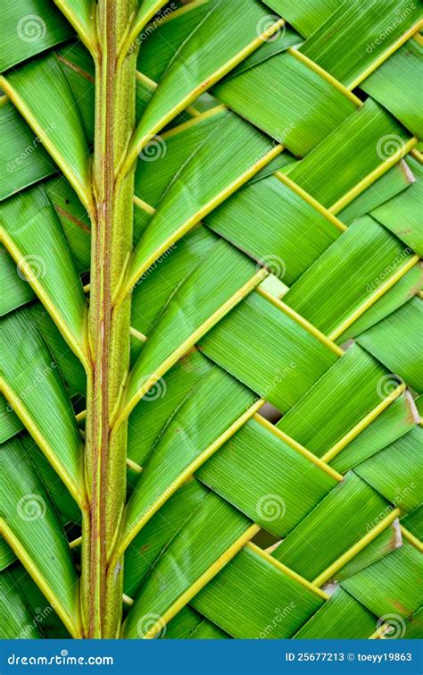 Weaving Coconut Leaves Texture Stock Photos - Image: 25677213