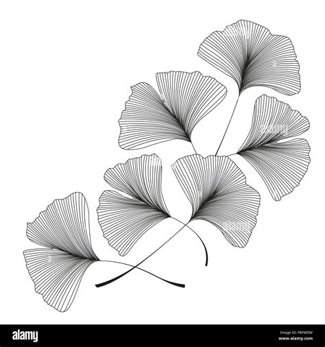 Ilustración vectorial de ginkgo biloba Antecedentes con silueta de