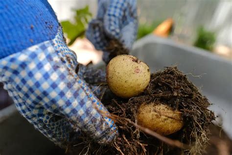 How To Grow Potatoes In Bags Containers And Small Spaces Simply