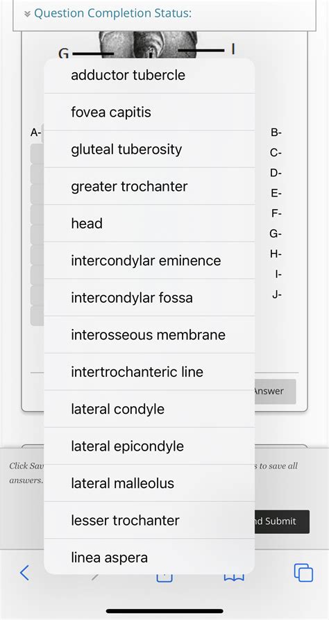 Solved Question Completion Status: G adductor tubercle fovea | Chegg.com