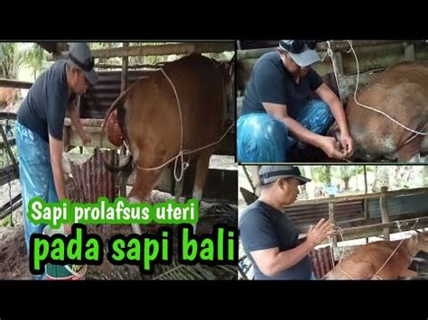 Sapi Broyongan Atau Prolafsus Uteri Pada Sapi Bali YouTube