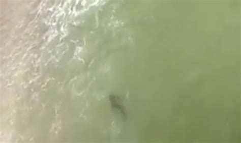 Viral Video Shows Sharks Circling Close To Swimmers Near Shore In North