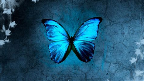 🥇 Blue morpho butterflies wallpaper | (125092)