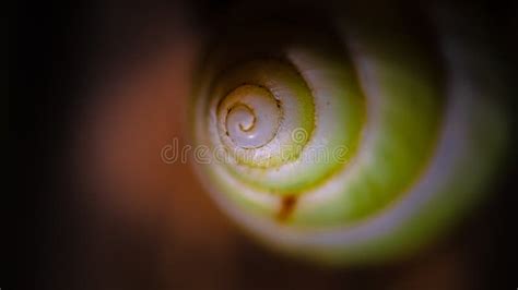 Natural Snail Spiral Whorl Shell Stock Photo - Image of macro, hairy ...