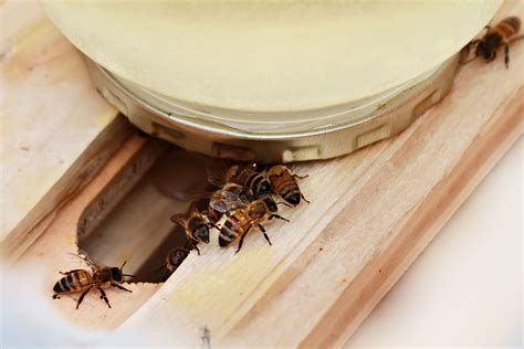 Introduction to Bee Feeders in Beekeeping