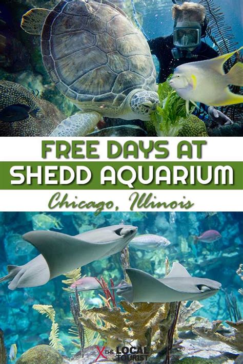 Visiting Shedd Aquarium in Chicago - Your Chicago Guide