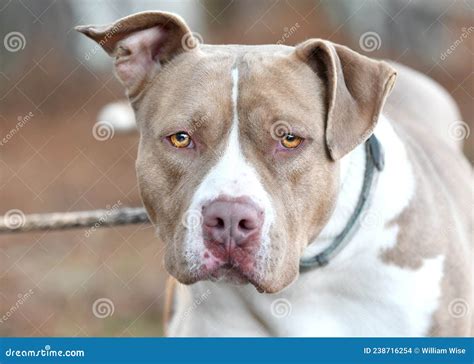 Tan And White American Bulldog Pitbull Dog Outside On Leash Stock Photo