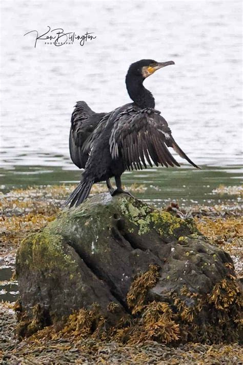 Great Cormorant Focusing On Wildlife