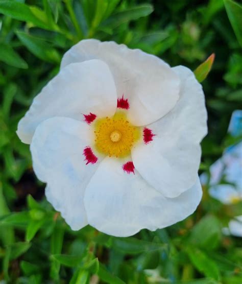 What Is A Rockrose at Noah Weber blog