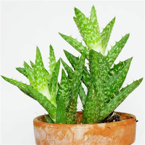 Tiger-Tooth Aloe (Aloe juvenna)