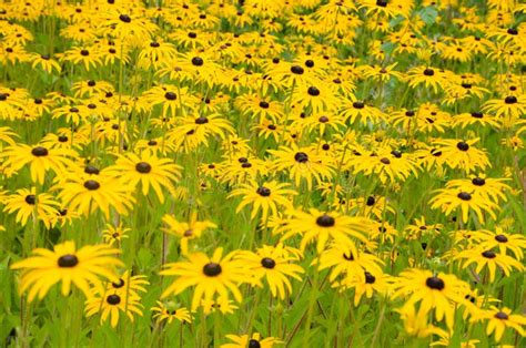 Grupo Muy Grande De Flores Del Rudbeckia Imagen De Archivo Imagen De