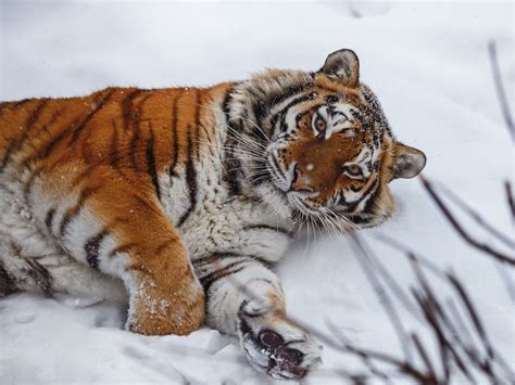 Tiger HD, Snow, Big Cat, predator (Animal), Wildlife, HD Wallpaper ...