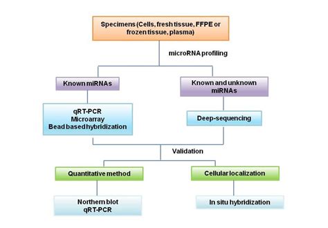 Typical Strategy And Methods Used For Mirna Expression Profiling And