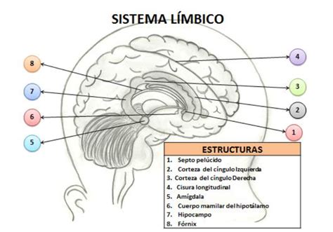 Punto Explique El Sistema L Mbico Su Funcionalidad Y Elabore Un