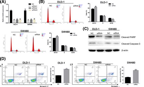 Gas Knockdown Induces The Apoptosis Of Dld And Sw Cells A Gas