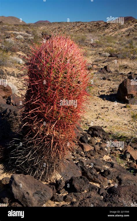 California barrel cactus (Ferocactus cylindraceus) near Willow Wash ...