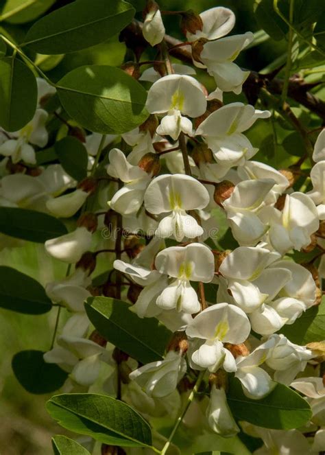 Black Locust Tree Blooming In The Spring Robinia Pseudoacacia White