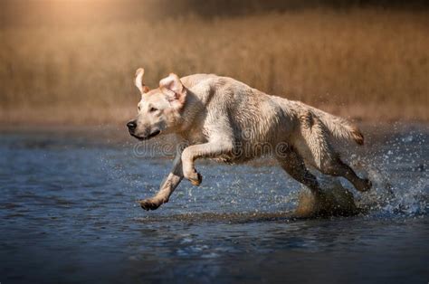 Labrador Retriever Hunting Dog Lovely Portrait on the Hunt Stock Image ...