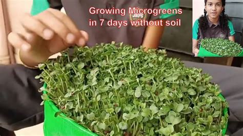 Growing Microgreens Without Soil And Harvest In Days At Home Ready