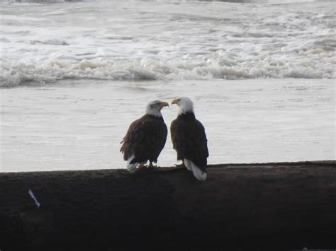 bald eagles mating – Mendonoma Sightings