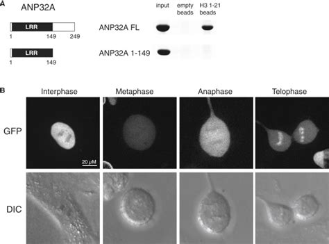 A Chemical Proteomics Approach To Reveal Direct Protein Protein Interactions In Living Cells